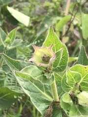 Mirabilis longiflora