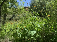 Tithonia thurberi