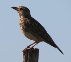 Galerida magnirostris