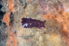 Image of Polycera parvula