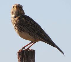 Galerida magnirostris