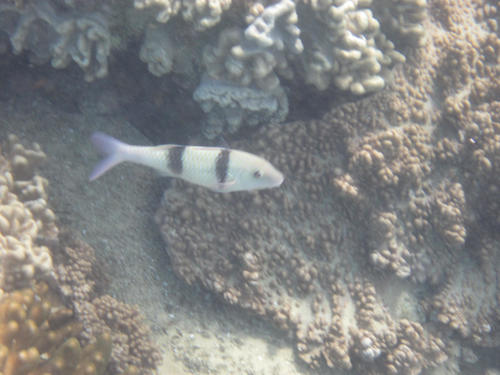 Parupeneus trifasciatus