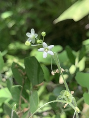 Echinopepon wrightii