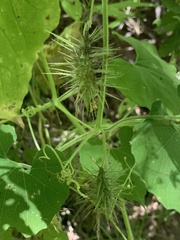 Echinopepon wrightii