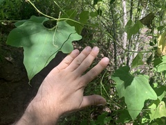 Echinopepon wrightii