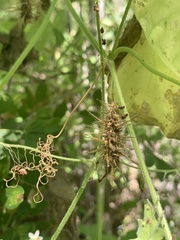 Echinopepon wrightii