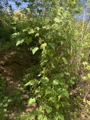Echinopepon wrightii