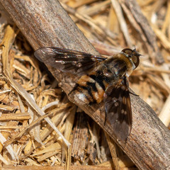 Thyridanthrax nugator