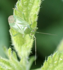 Lygocoris pabulinus