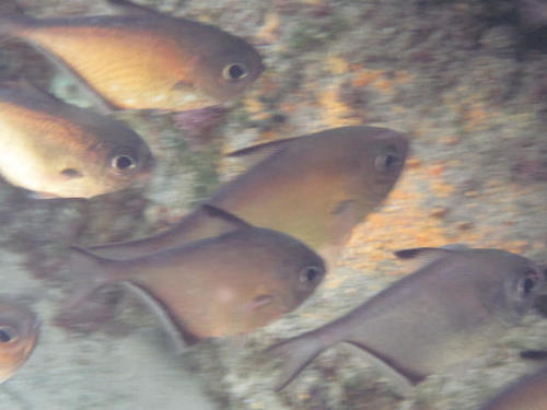 Pempheris schwenkii