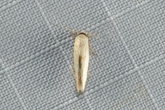 Stathmopoda liporrhoa