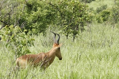 Alcelaphus buselaphus lelwel