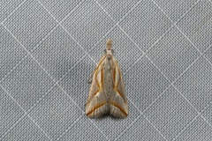 Arotrophora arcuatalis