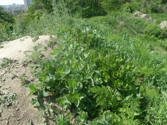 Hylotelephium caucasicum