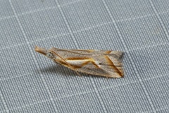 Arotrophora arcuatalis