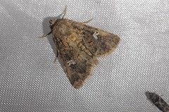 Properigea albimacula