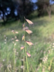 Bouteloua chondrosioides