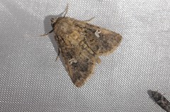 Properigea albimacula