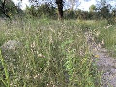 Bouteloua chondrosioides