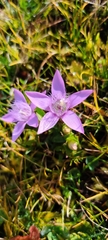 Gentianella aspera