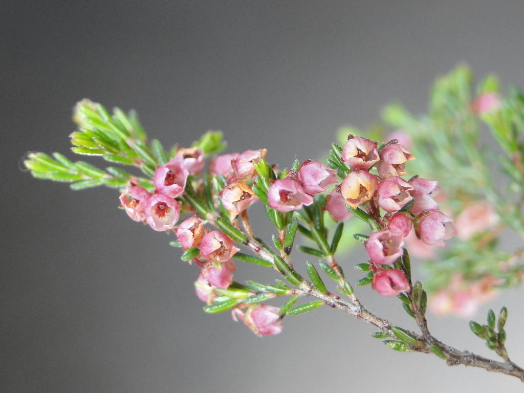 Erica haematocodon × tenuis