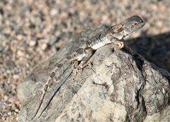 Phrynocephalus versicolor