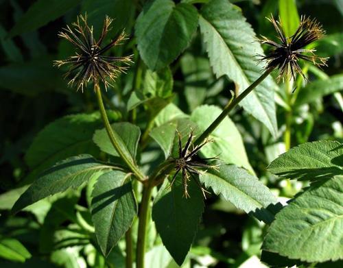 Bidens pilosa image