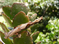 Phyllocrania paradoxa