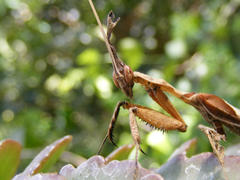 Phyllocrania paradoxa