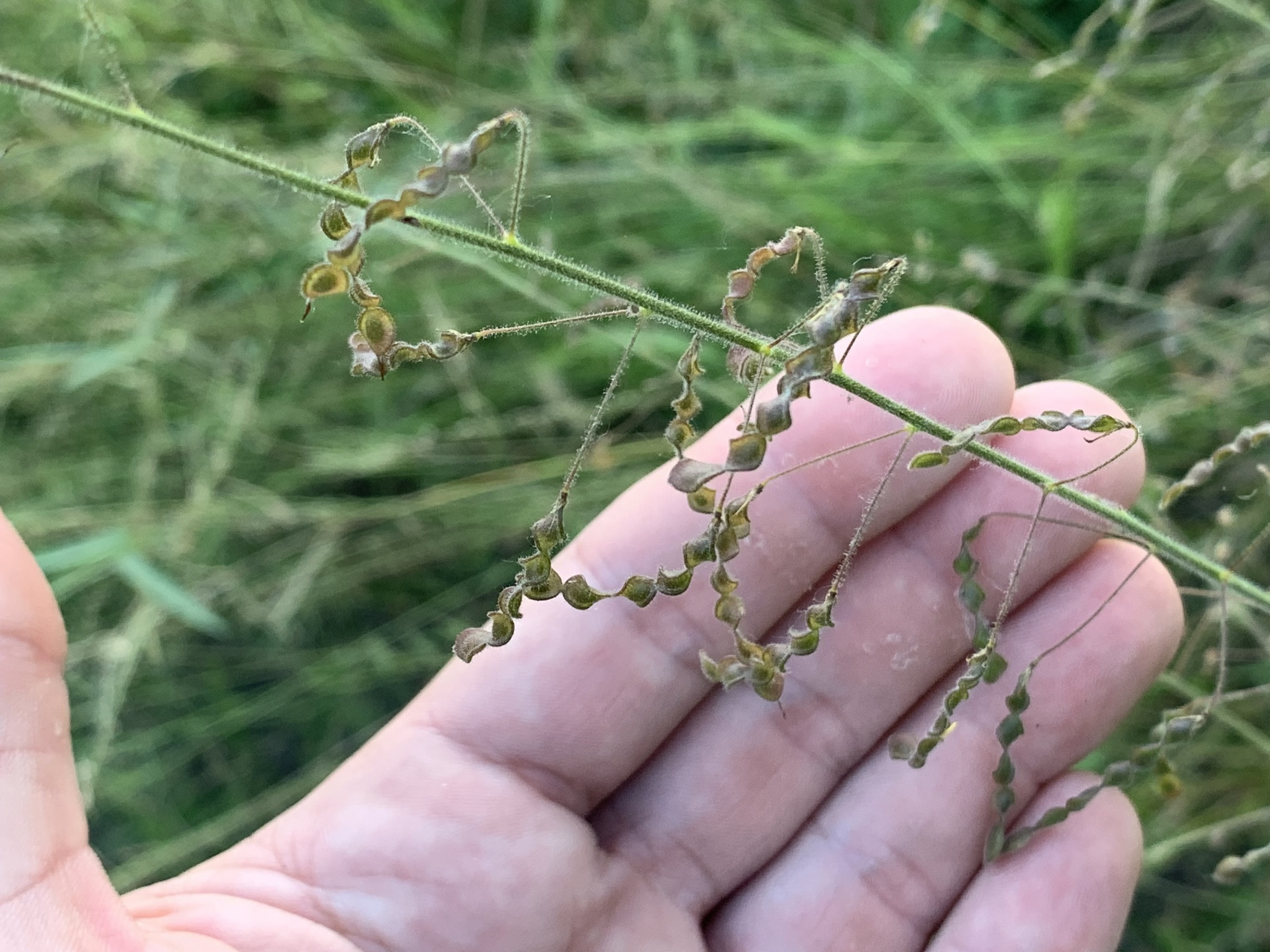 Desmodium neomexicanum