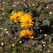 Arctotis acaulis - Photo (c) Carina Lochner, μερικά δικαιώματα διατηρούνται (CC BY-NC), uploaded by Carina Lochner