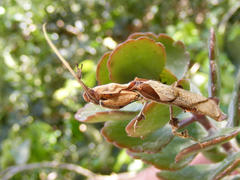 Phyllocrania paradoxa