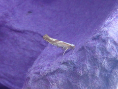 Argyresthia bonnetella