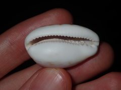 Talostolida pellucens