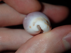 Talostolida pellucens