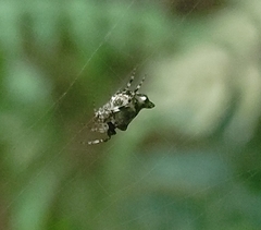 Cyclosa argenteoalba