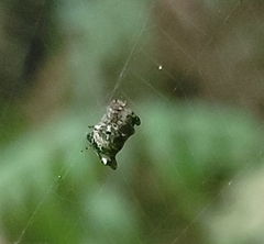 Cyclosa argenteoalba