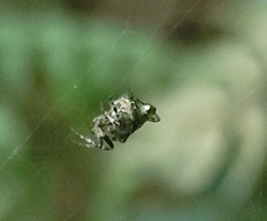 Cyclosa argenteoalba