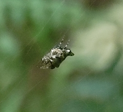 Cyclosa argenteoalba