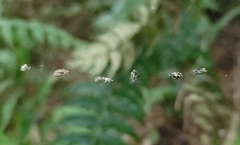 Cyclosa argenteoalba