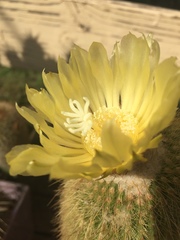 Parodia lenninghausii