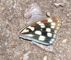 Hestina persimilis