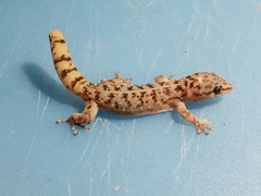 Phyllodactylus bordai