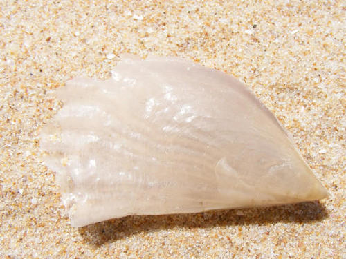 Pinna muricata