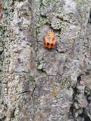 Harmonia axyridis
