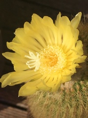 Parodia lenninghausii