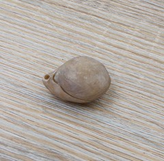 Magellania flavescens