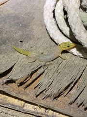 Sphaerodactylus homolepis
