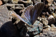 Zizeeria knysna