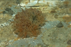 Polybranchia pallens